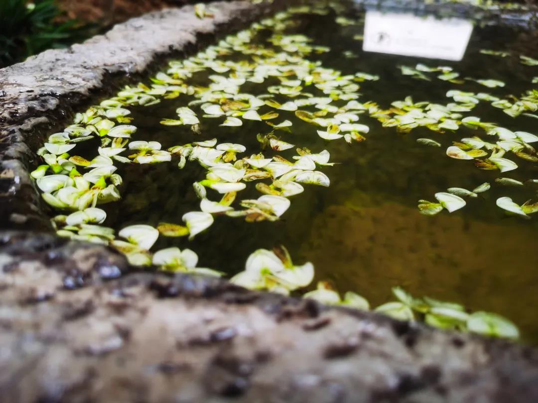 門前老槐又開花，七月來麗江古城這座百年老宅賞花聽雨