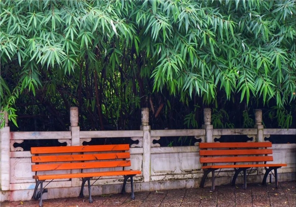 煙雨繚繞，黑龍?zhí)杜c詩平分秋色